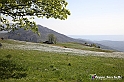 VBS_2519 - Fioritura Narcisi Castelnuovo Nigra 2022 e campi di papaveri rossi